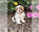 Image preview for Ad Listing. Nickname: Litter of 4