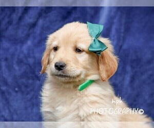 Golden Retriever Puppy for sale in LIBERTY, KY, USA