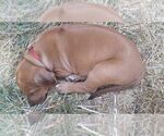 Small Photo #8 Rhodesian Ridgeback Puppy For Sale in ROCHESTER, WA, USA