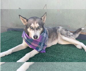 Dixie - Female Siberian Husky Dog for Adoption - Photo #2