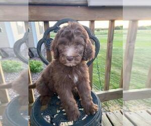 English Setterdoodle Puppy for sale in FINLAYSON, MN, USA