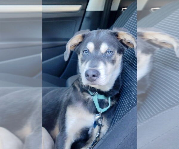 Medium Photo #6 Labrador Retriever-Unknown Mix Puppy For Sale in San Diego, CA, USA