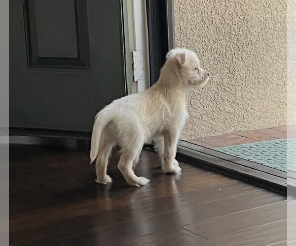 Medium Photo #3 Hava-Apso Puppy For Sale in Dana Point, CA, USA