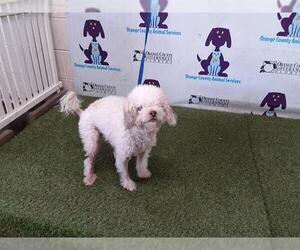 Poodle (Miniature) Dogs for adoption in Orlando, FL, USA