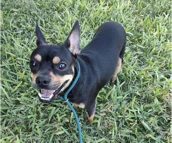 Medium Photo #1 Chihuahua-Unknown Mix Puppy For Sale in New York, NY, USA