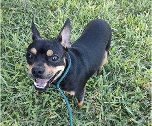 Chihuahua-Unknown Mix Dogs for adoption in New York, NY, USA