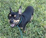 Small Chihuahua Mix