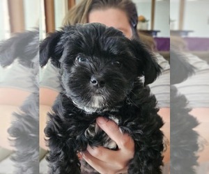 YorkiePoo Puppy for sale in HANOVER, VA, USA