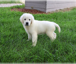 Small #3 Golden Retriever