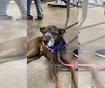 Small #4 Plott Hound Mix