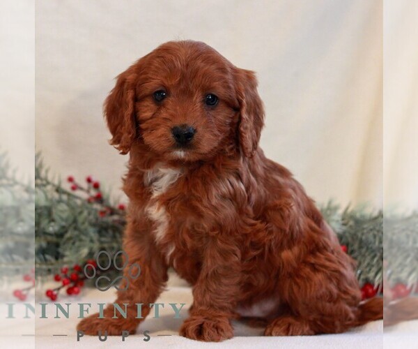 Medium Photo #4 Cavapoo (Miniature) Puppy For Sale in LITITZ, PA, USA