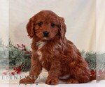 Small #3 Cavapoo (Miniature)