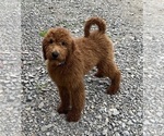 Small Photo #2 Poodle (Standard) Puppy For Sale in DUNDEE, OH, USA