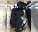 Small Photo #4 Basset Hound Puppy For Sale in LEAVENWORTH, KS, USA