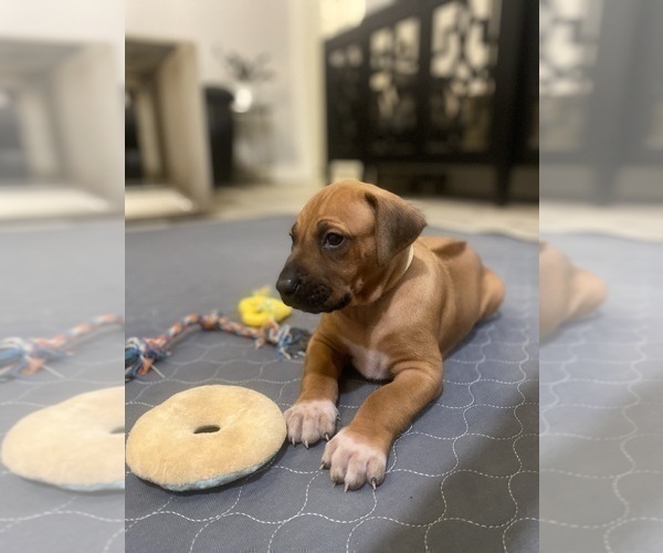 Medium Photo #2 Rhodesian Ridgeback Puppy For Sale in KELLER, TX, USA
