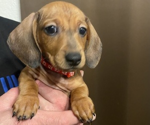 Dachshund Puppy for sale in FOLSOM, CA, USA