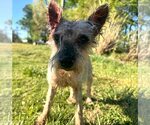 Small #4 Mutt
