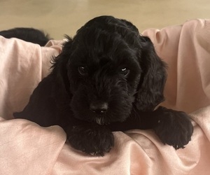 Medium Cavapoo
