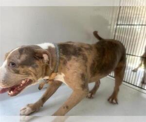 American Pit Bull Terrier Dogs for adoption in Houston, TX, USA