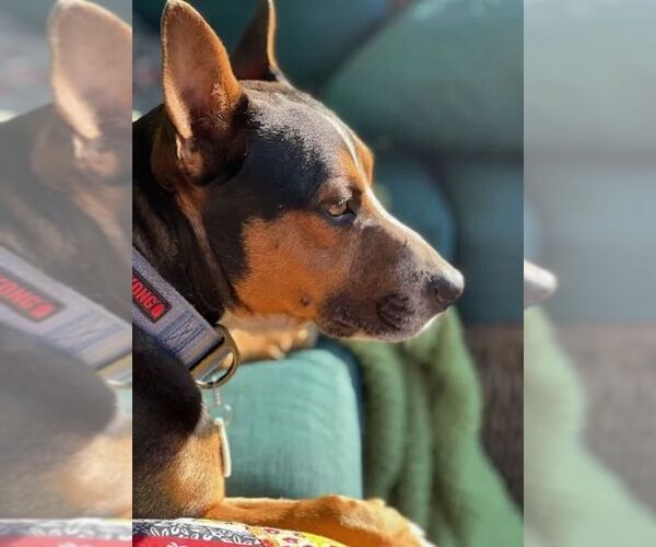 Medium Photo #6 Mutt Puppy For Sale in Boonton, NJ, USA