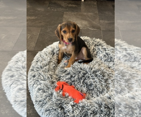 Medium Photo #1 Beagle Puppy For Sale in HEGINS, PA, USA