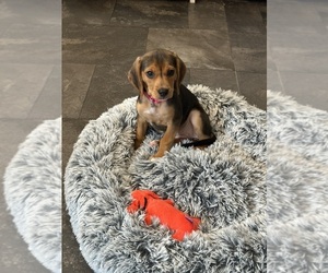 Beagle Puppy for sale in HEGINS, PA, USA