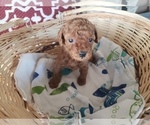 Small Photo #4 Poodle (Toy) Puppy For Sale in LANSDALE, PA, USA