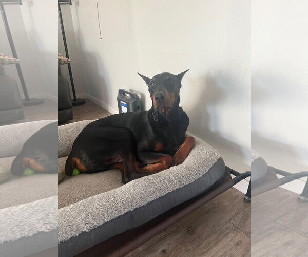 Medium Photo #13 Doberman Pinscher Puppy For Sale in Buffalo, MN, USA