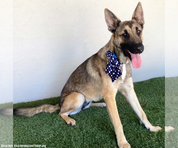 Medium Photo #3 German Shepherd Dog-Unknown Mix Puppy For Sale in San Diego, CA, USA