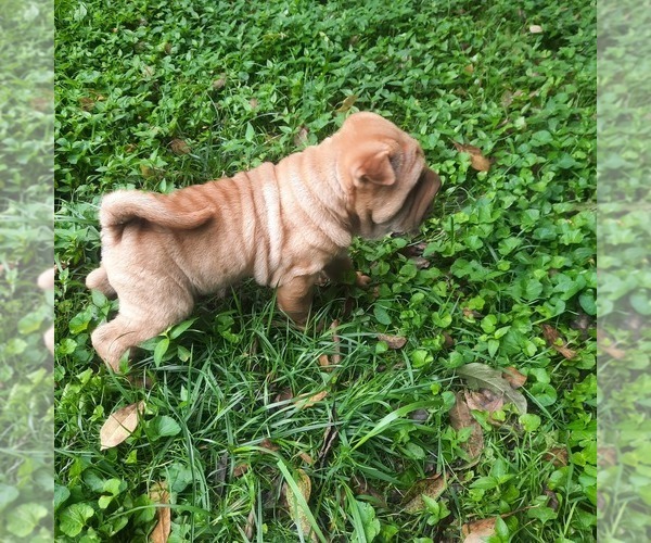 Medium Photo #5 Chinese Shar-Pei Puppy For Sale in SOMERSET, KY, USA