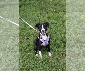 Medium American Pit Bull Terrier Mix