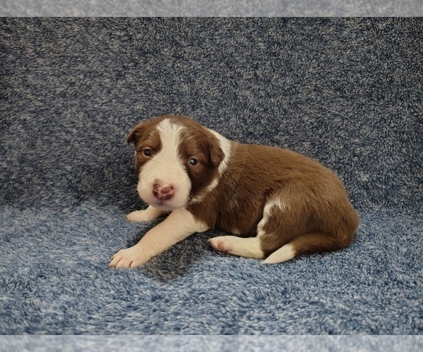 Medium Photo #20 Border Collie Puppy For Sale in NORBORNE, MO, USA