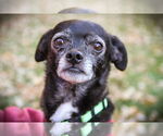 Small #1 Chihuahua