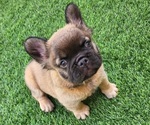 Small #16 French Bulldog