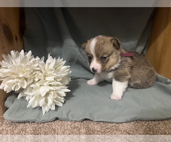 Medium Photo #2 Pembroke Welsh Corgi Puppy For Sale in ABSECON, NJ, USA