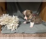 Small #1 Pembroke Welsh Corgi