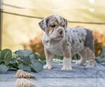 Puppy Barbie Beabull