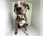 Small American Pit Bull Terrier