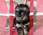 Small #1 Yorkshire Terrier