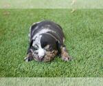 Small Photo #4 English Bulldog Puppy For Sale in MENLO PARK, CA, USA