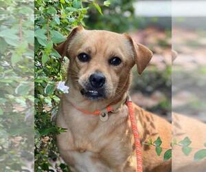 Cheagle Dogs for adoption in Woodland, CA, USA