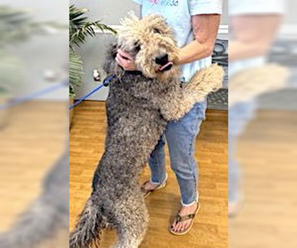 Medium Photo #4 Labradoodle Puppy For Sale in Mount Airy, NC, USA