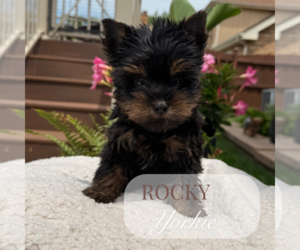 Yorkshire Terrier Puppy for Sale in ELMHURST, Illinois USA