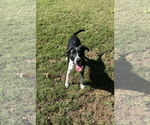Small #12 German Shorthaired Pointer Mix