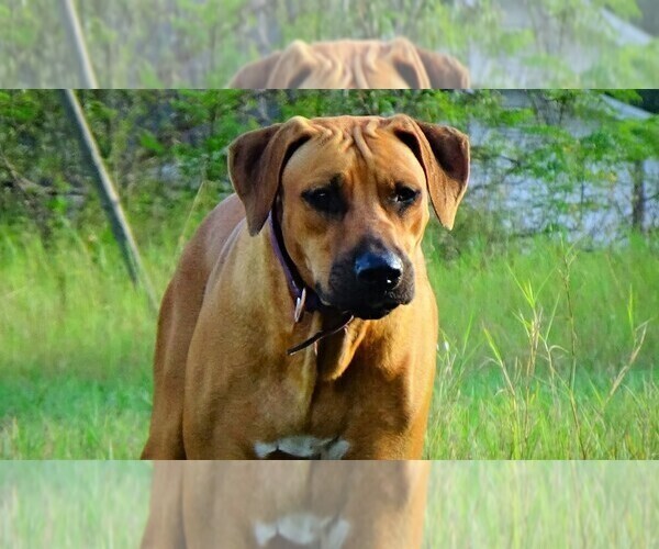 Medium Photo #1 Rhodesian Ridgeback Puppy For Sale in APOPKA, FL, USA