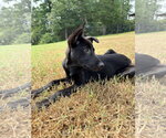 Small #3 Shepradors