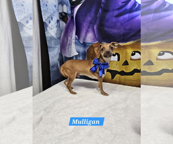 Medium Photo #1 Dachshund-Unknown Mix Puppy For Sale in Metairie, LA, USA