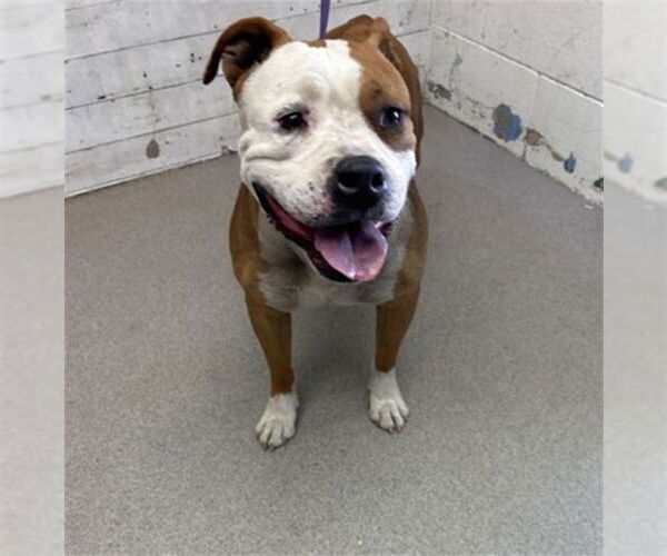 Medium Photo #1 Boxer-Unknown Mix Puppy For Sale in San Bernardino, CA, USA