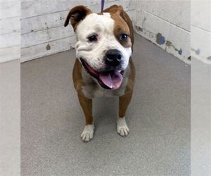 Boxer-Unknown Mix Dogs for adoption in San Bernardino, CA, USA