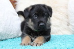 Small Photo #2 German Shepherd Dog Puppy For Sale in OCALA, FL, USA